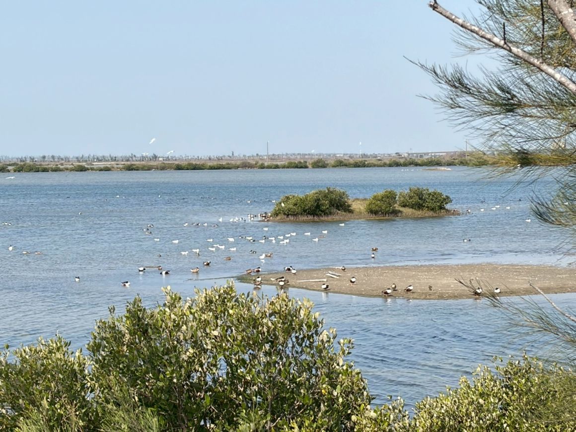 LINE_ALBUM_202637嘉義布袋候鳥季_260311_1 LINE_ALBUM_202637嘉義布袋候鳥季_260311_1