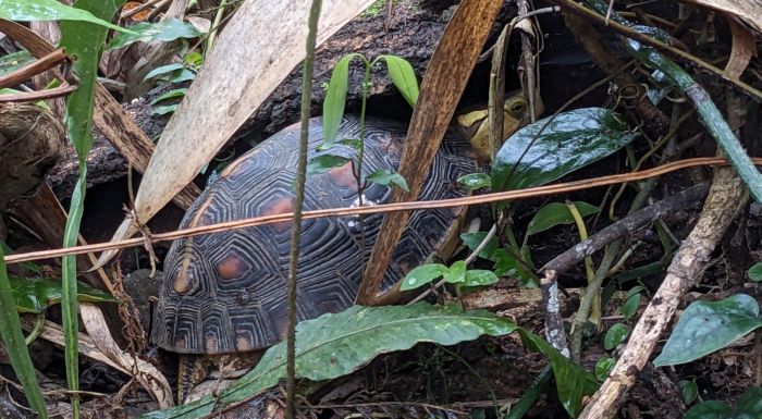 日月光與中興大學打造中部食蛇龜生態廊道　守護低海拔森林生物多樣性