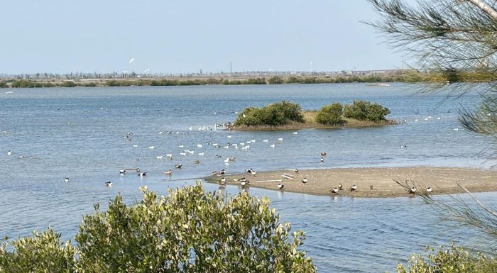 日月光首次參與布袋候鳥季 推動循環經濟與濕地保育 循環商品吸睛登場